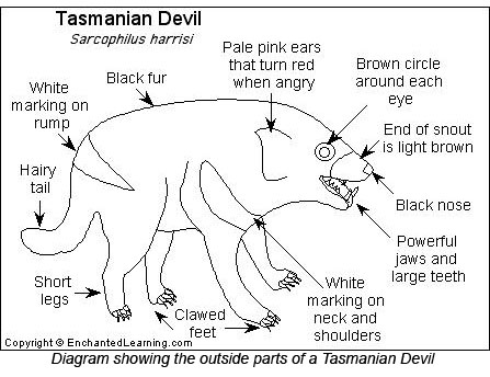 tasmanian devils adaptations